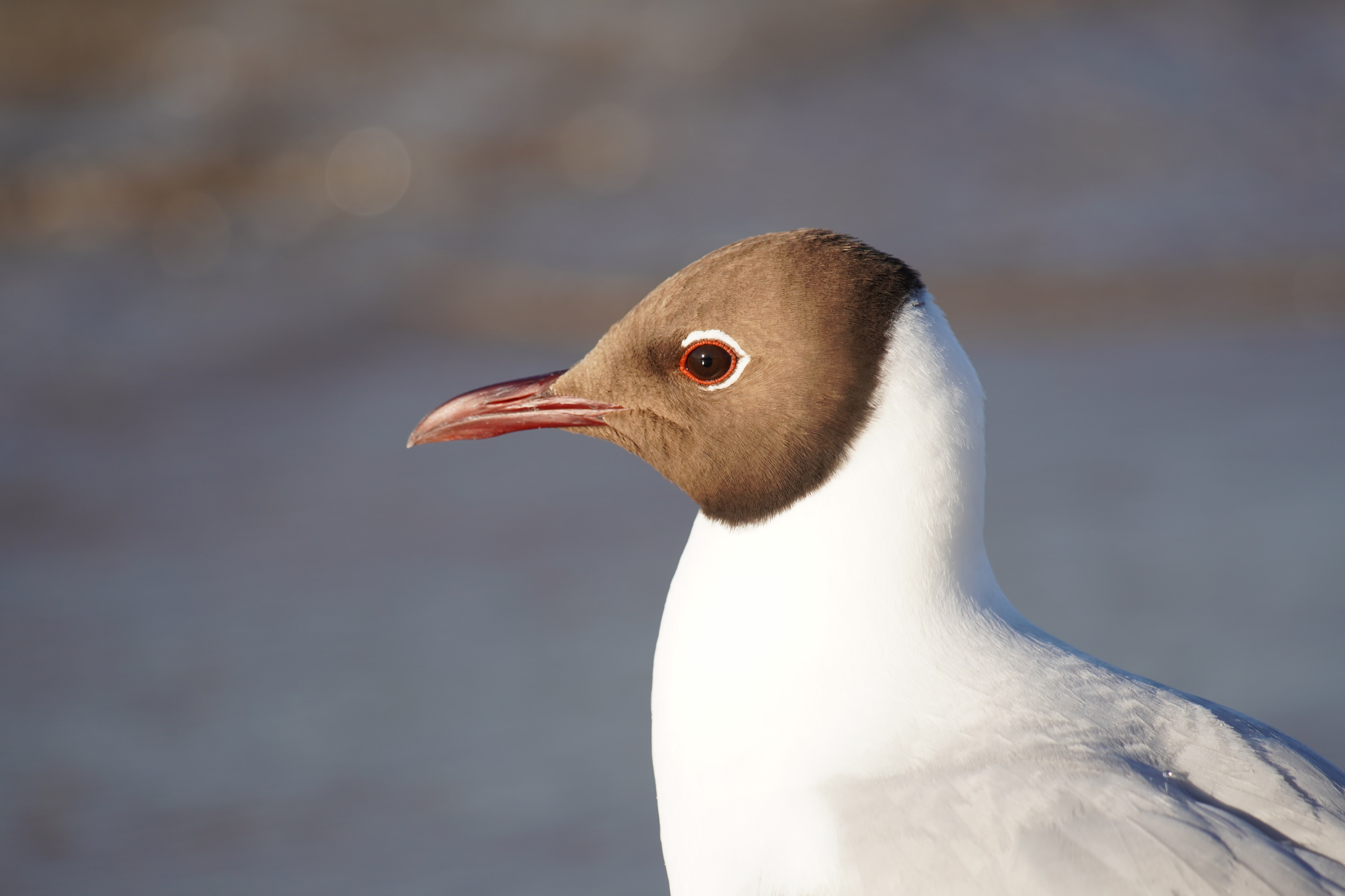 Portrait von Möwe am Strand in Heringsdorf