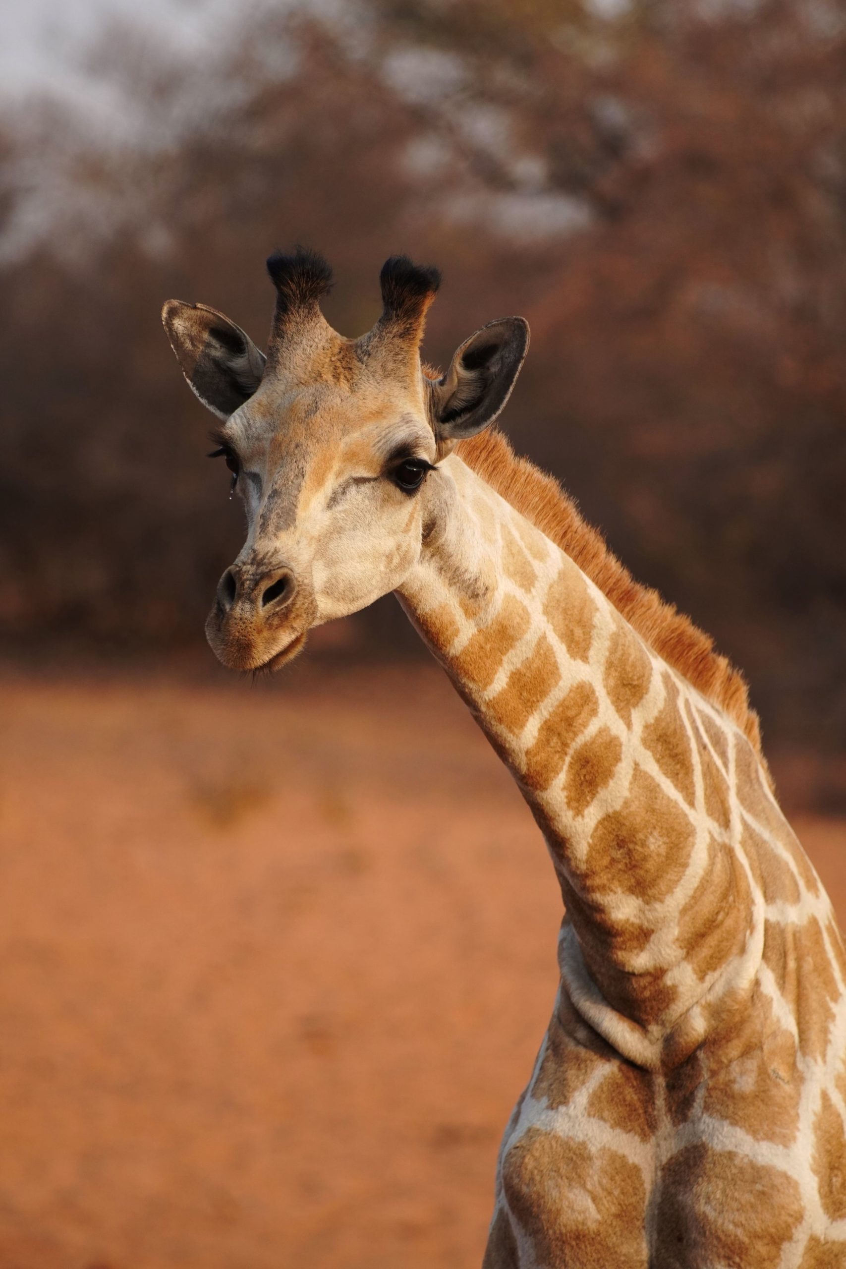 Giraffe in Namibia 2019