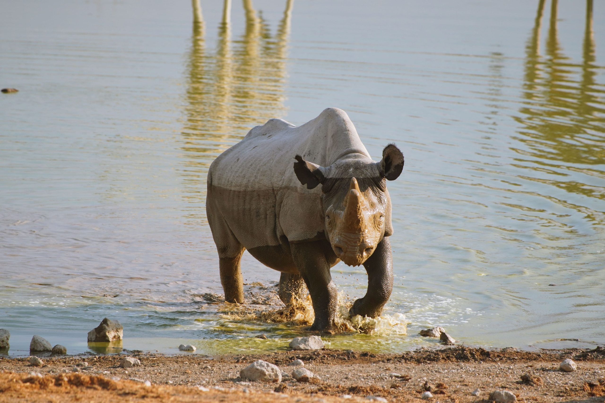 Nashorn in Namibia 2019