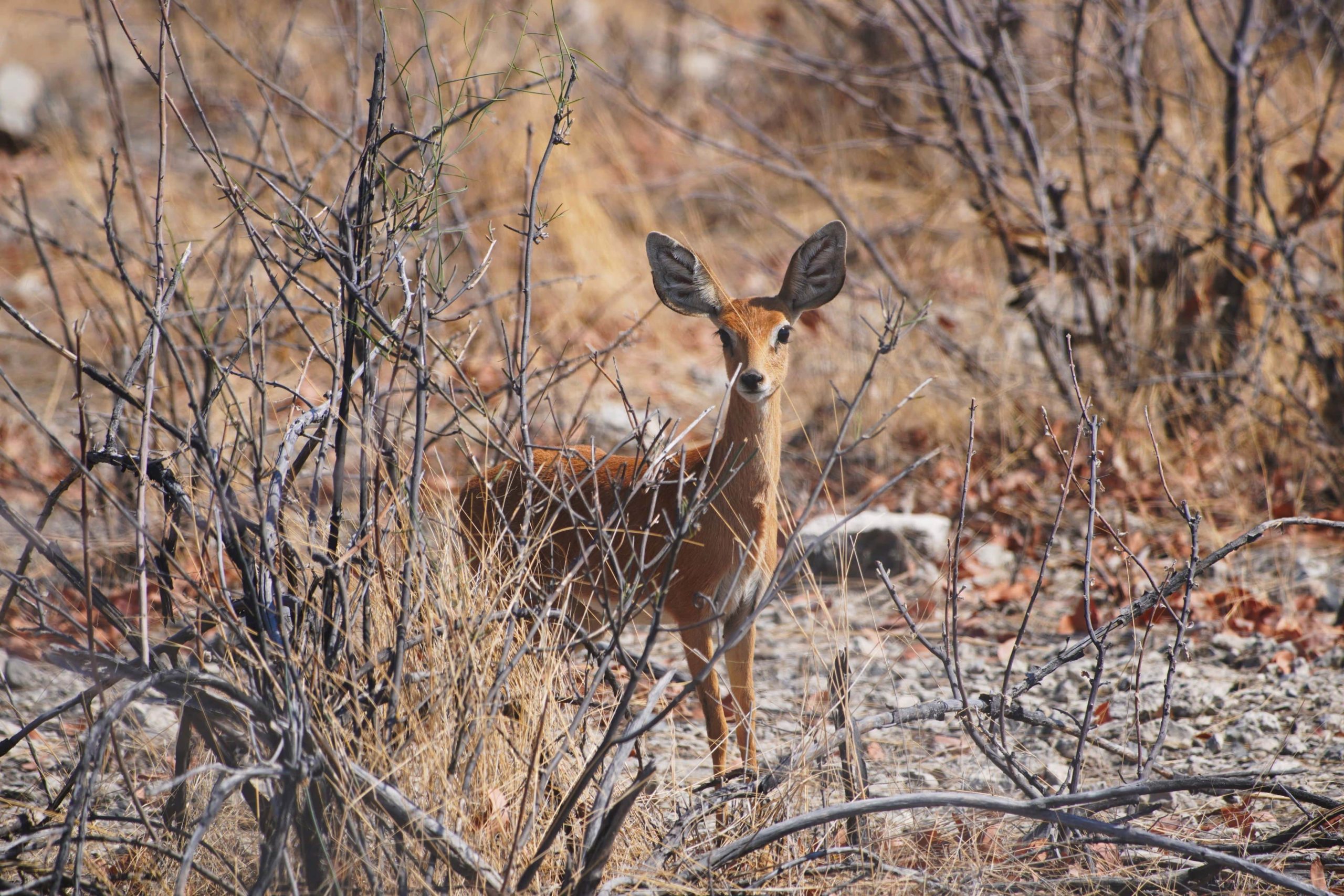 Steinböckchen in Namibia 2019