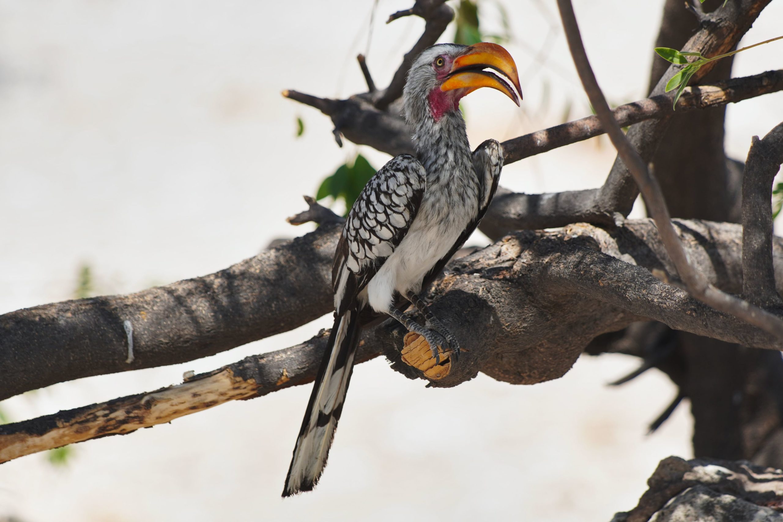 Tokos in Namibia 2019