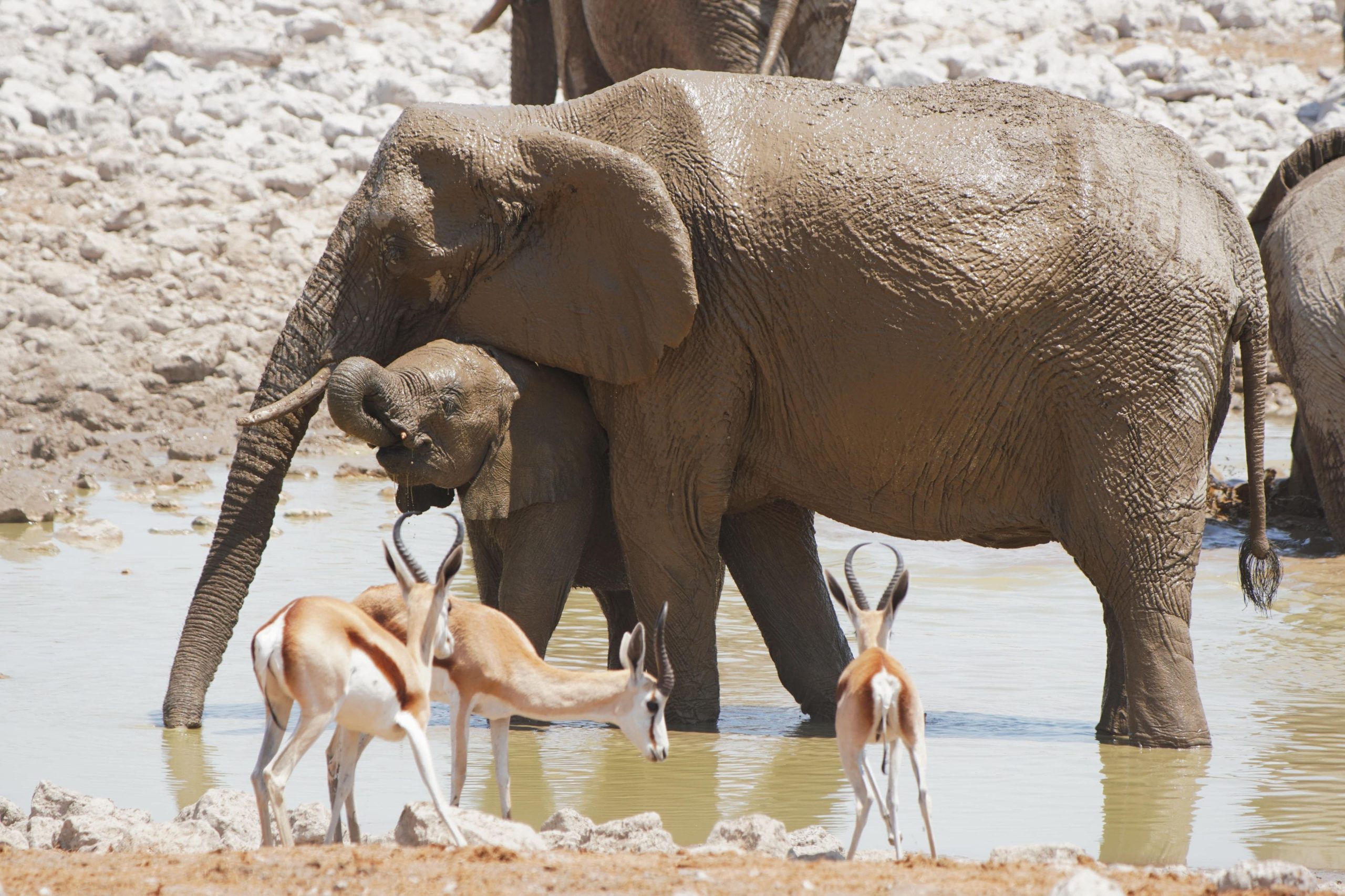 Elefant in Namibia 2019