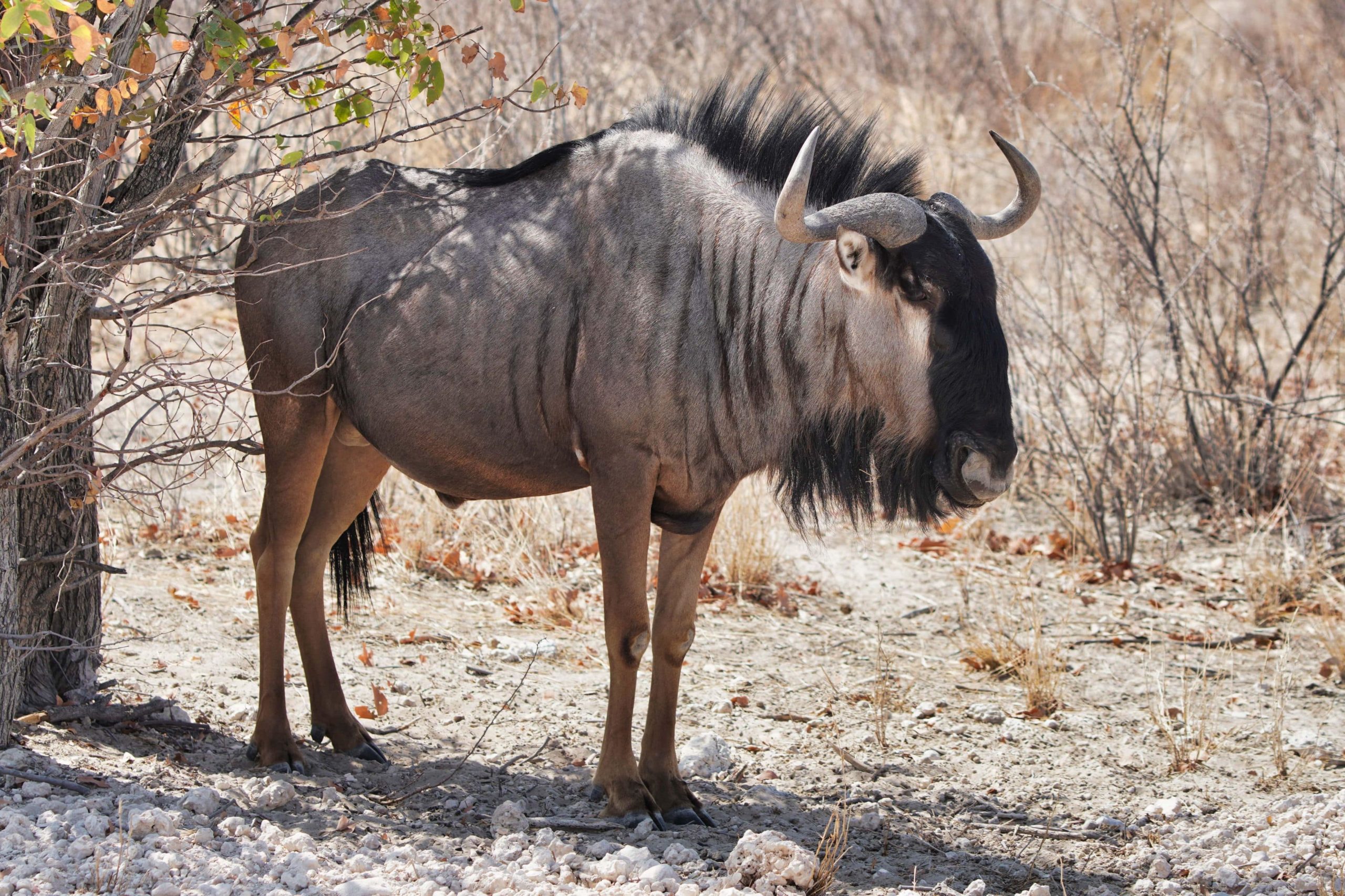 Streifengnu in Namibia 2019