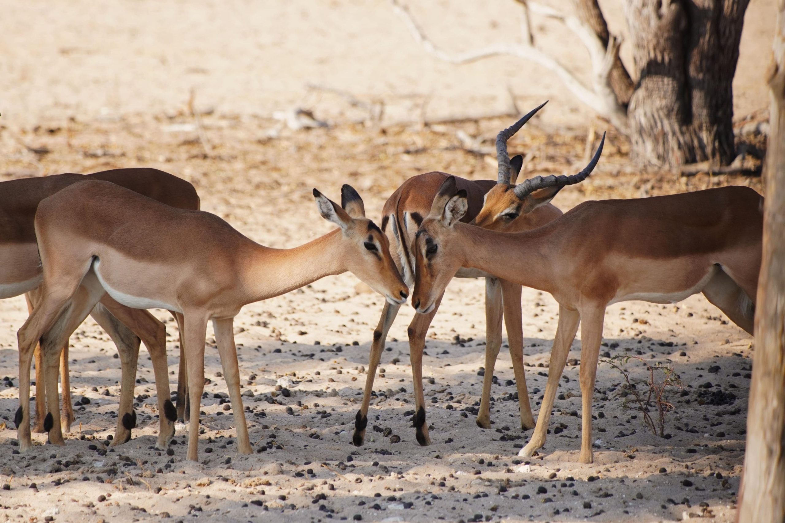 Impalas in Namibia 2019