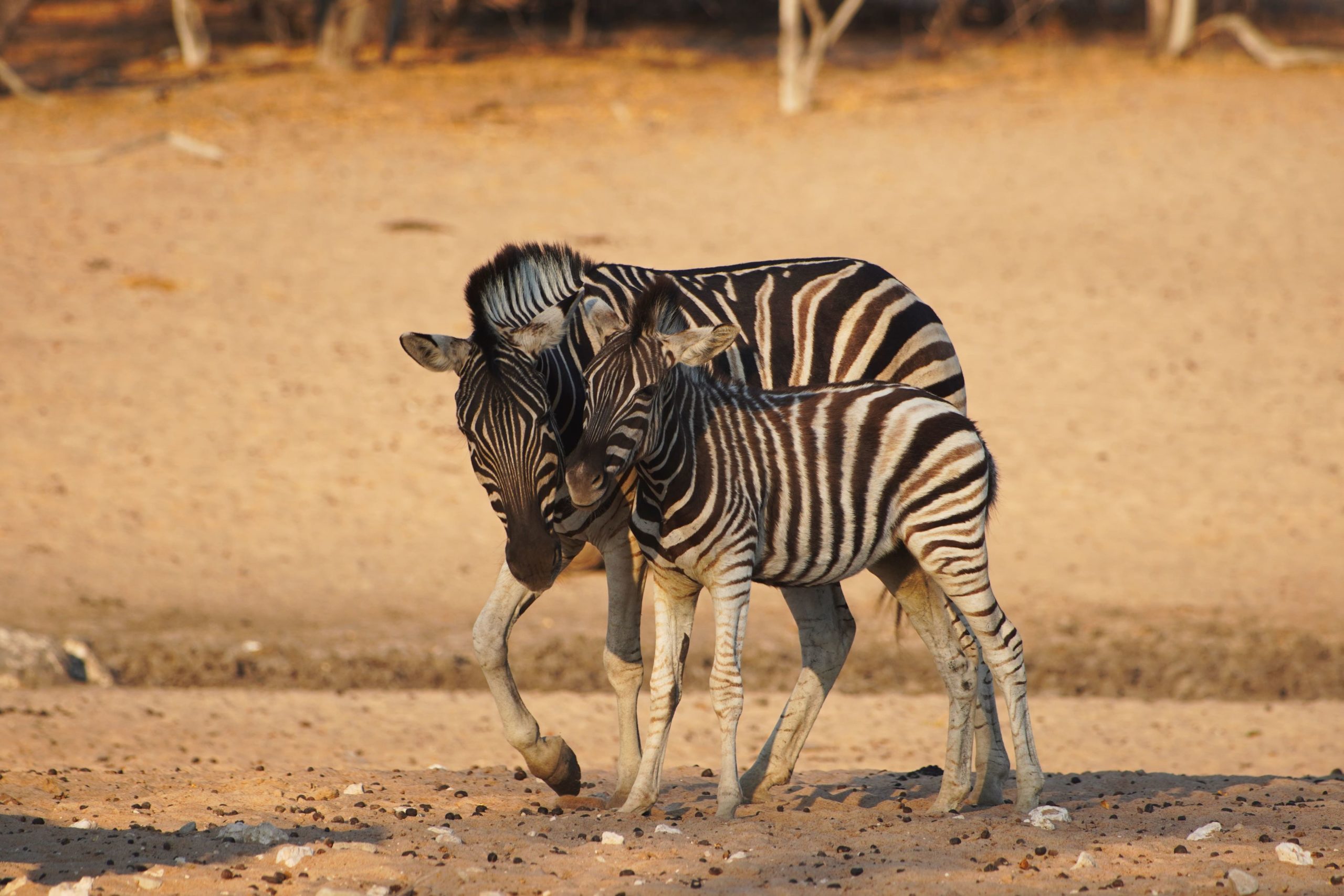 Zebras in Namibia 2019