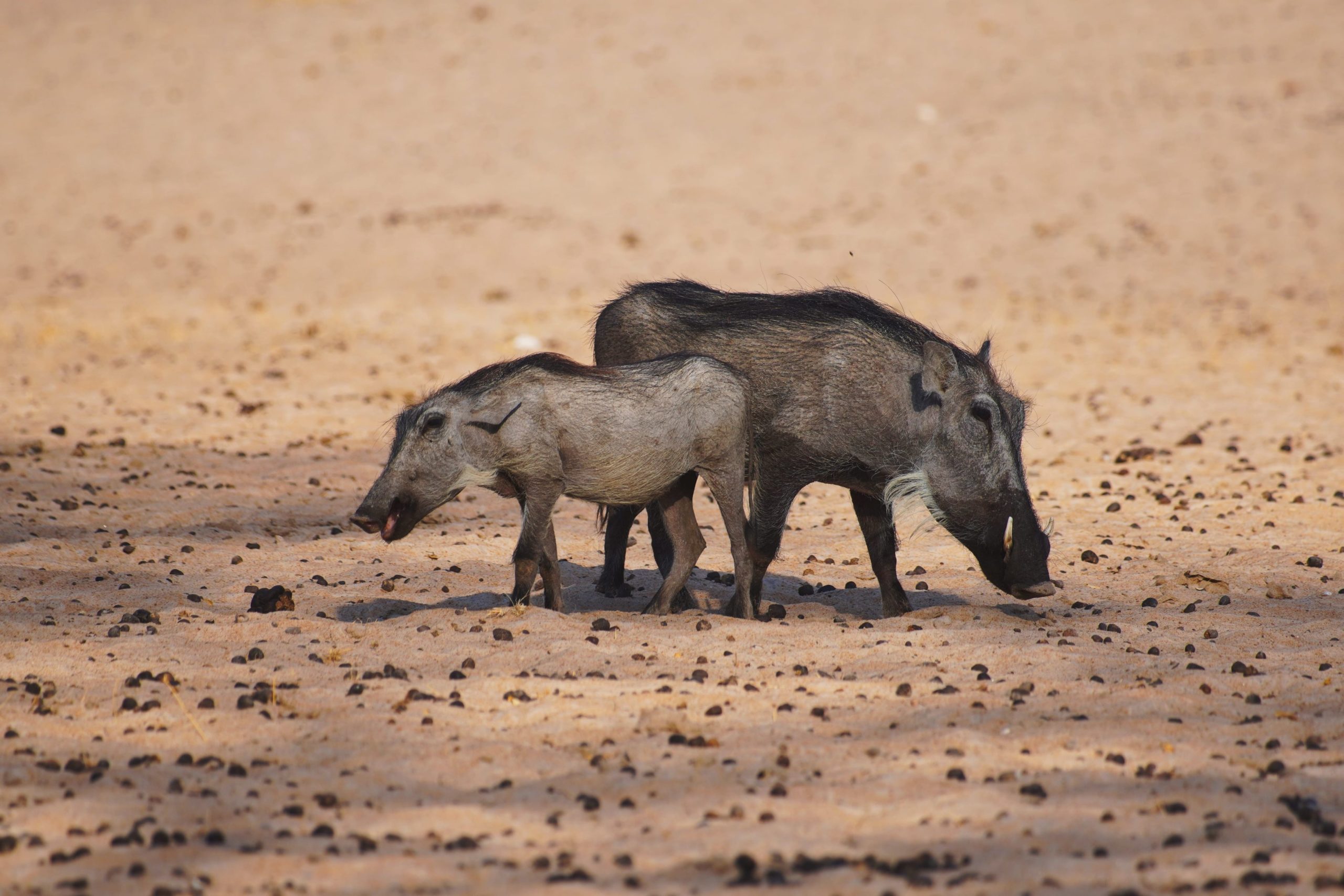 Warzenschwein in Namibia 2019