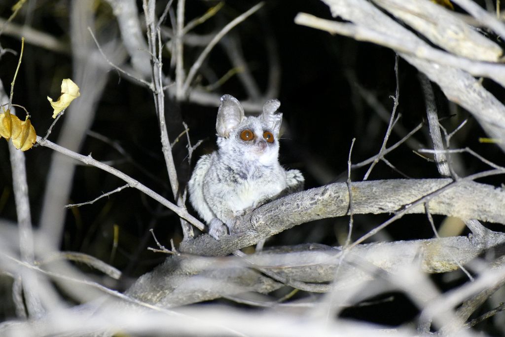 Moholi-Galago in Namibia