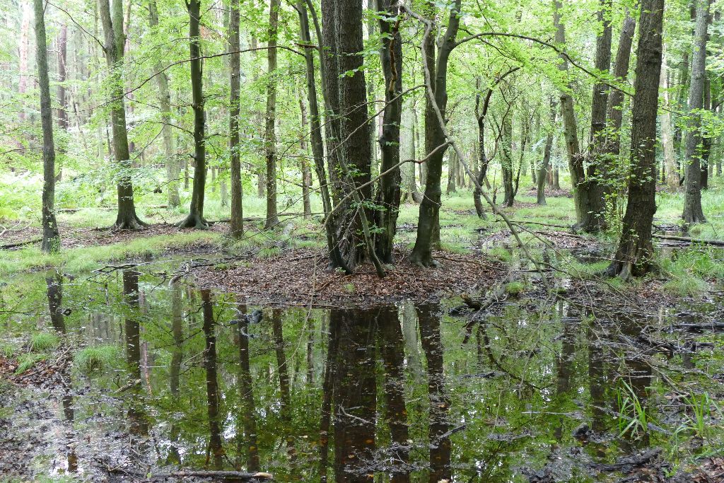 Wald in Rostock