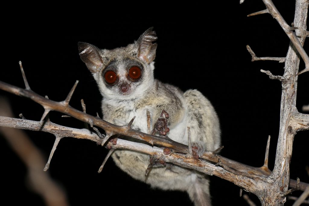 Moholi-Galago, Steppengalago, Nagapie, Southern lesser galago (bushbaby), Galago mignon