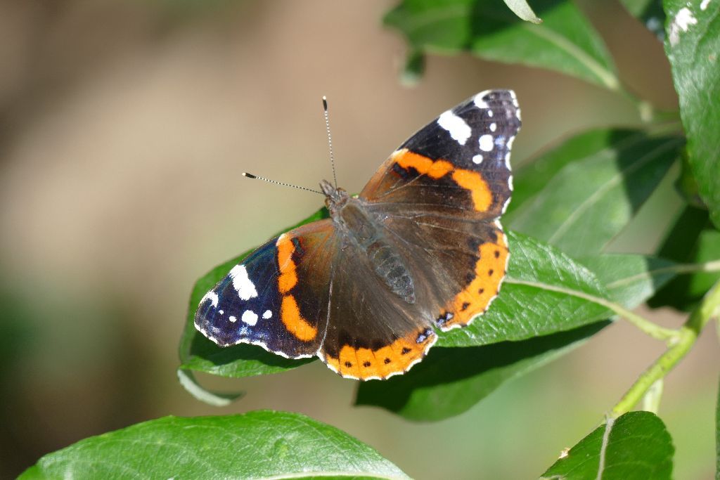 Schmetterling mit dem Namen Admiral